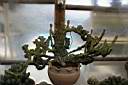 EUPHORBIA LACTEA CRESTATA.jpg